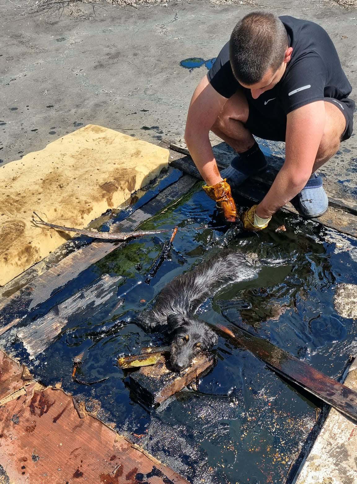 Историята на кучето Жорко и кой контролира опасните отпадъци