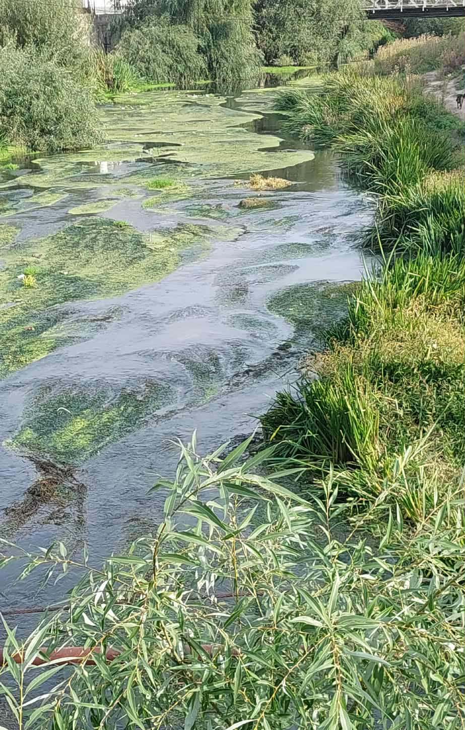 На Зеления телефон: Сигнали за канализационни води и мечки