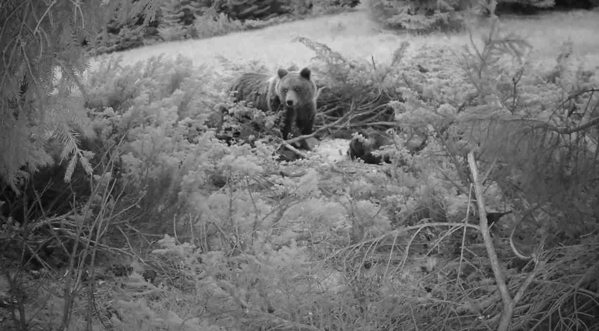 14 фотокамери ще събират информация за мечките в Западните Родопи